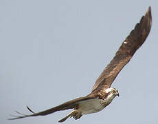 Western Osprey