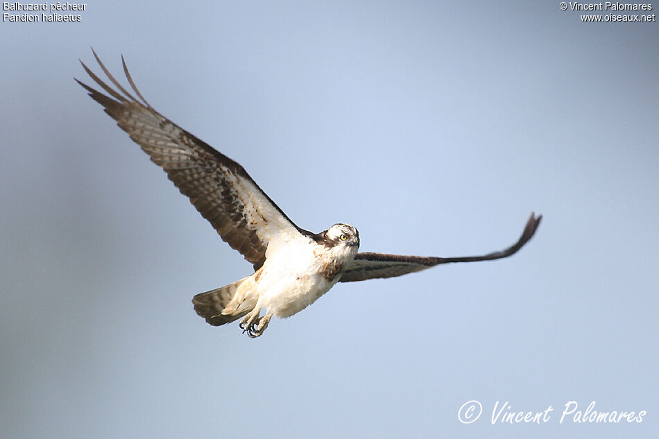 Western Ospreyadult