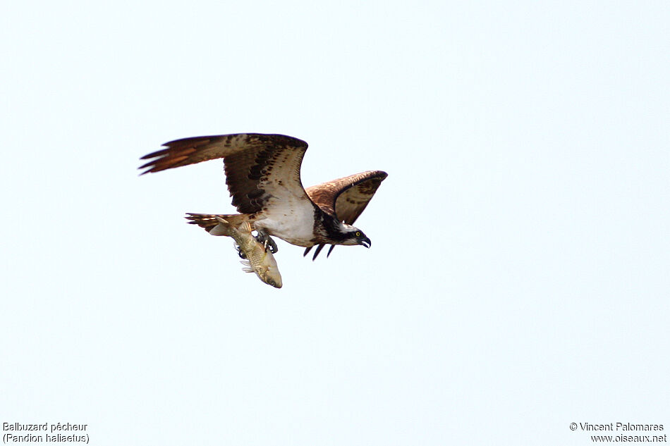 Western Osprey