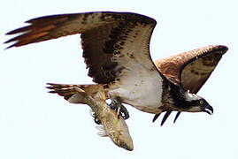 Western Osprey