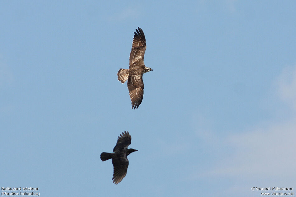 Western Ospreyjuvenile