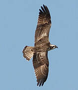 Western Osprey