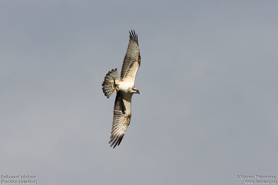 Ospreyjuvenile