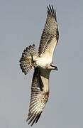 Western Osprey