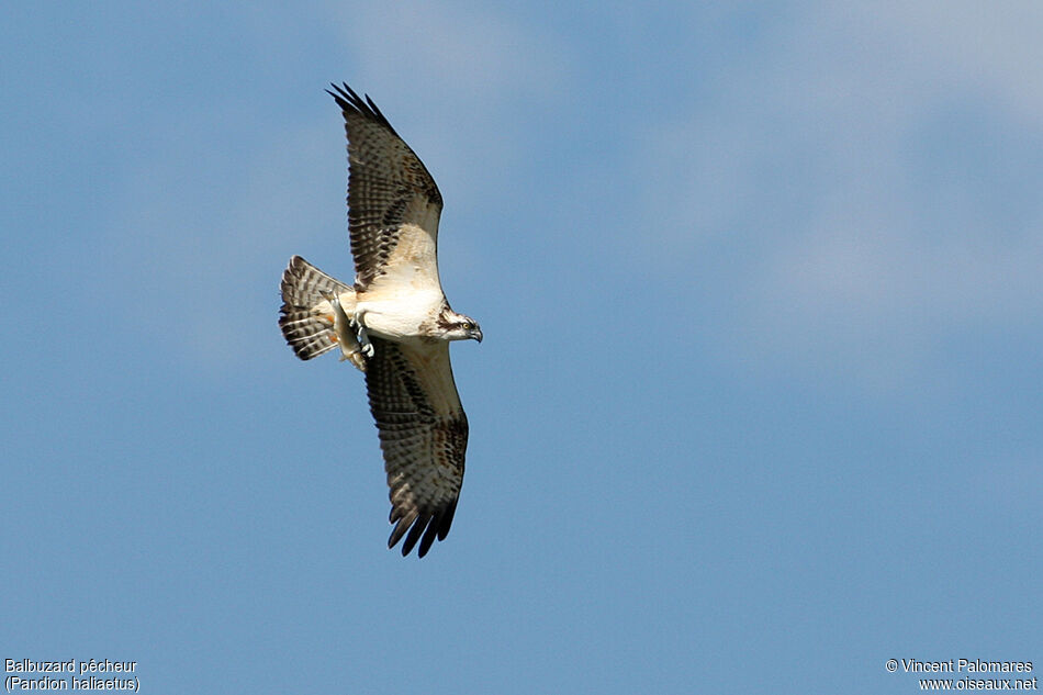 Ospreyjuvenile