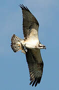 Western Osprey