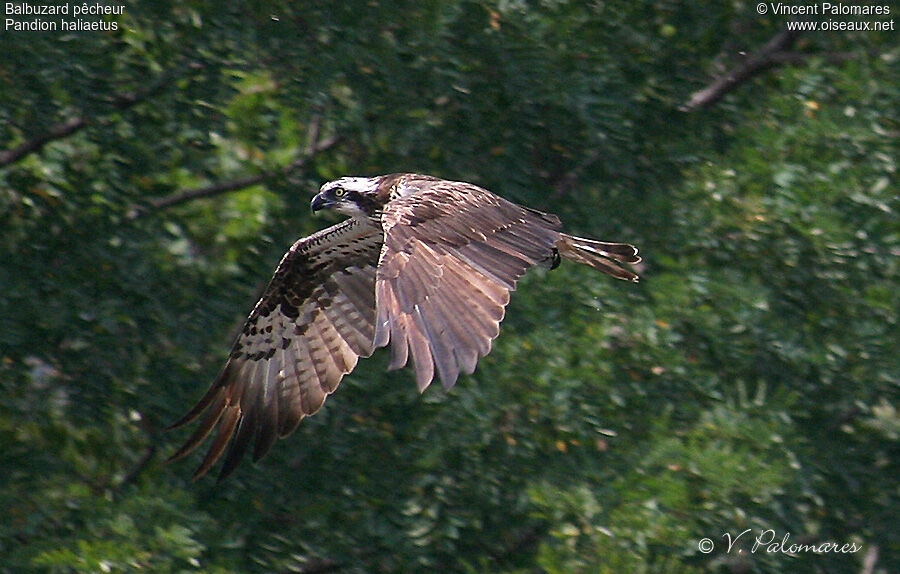 Western Osprey