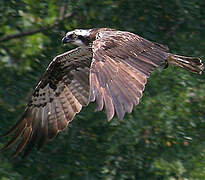 Western Osprey