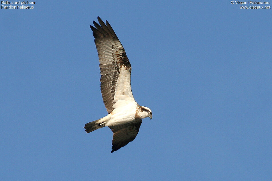 Western Osprey