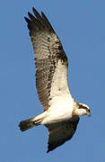 Western Osprey