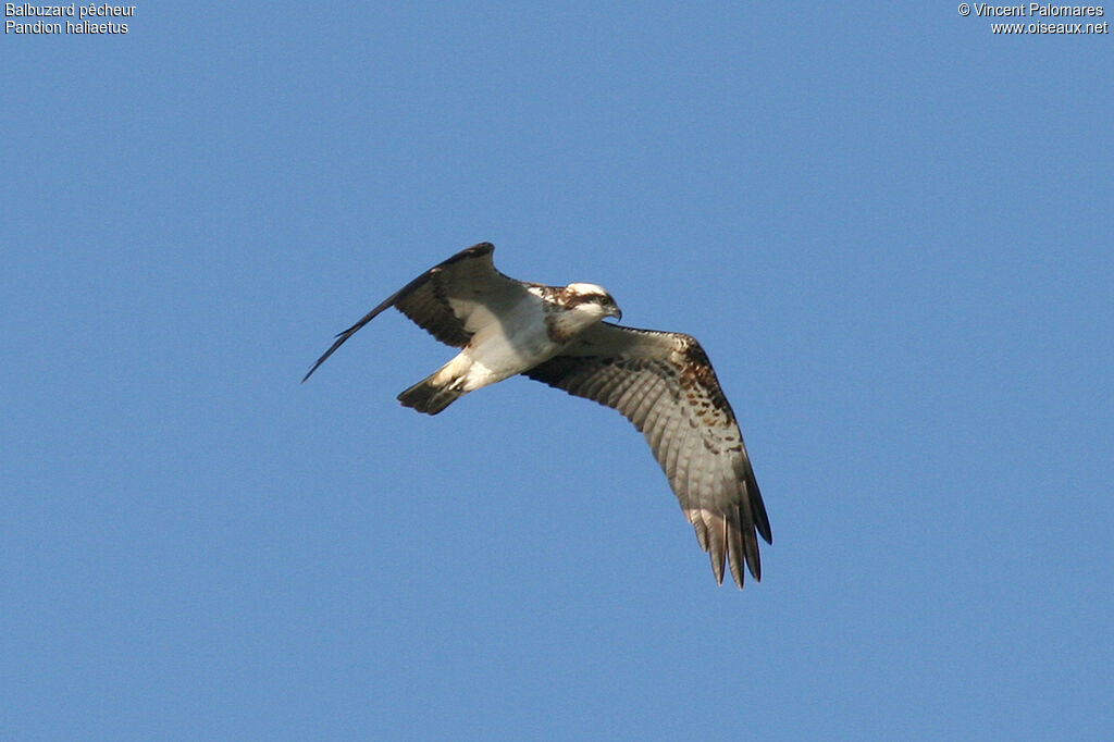 Western Osprey