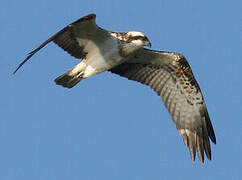 Western Osprey