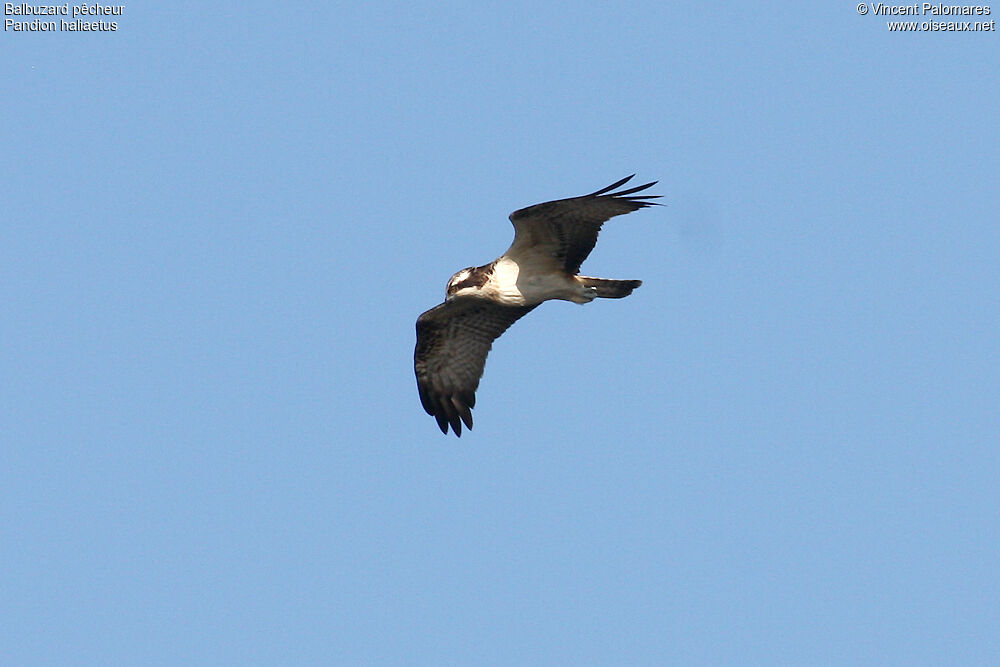 Western Osprey