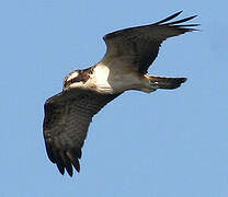 Western Osprey