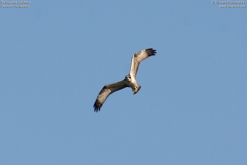 Western Osprey