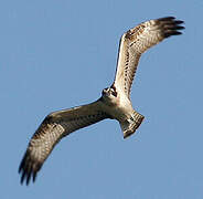 Western Osprey