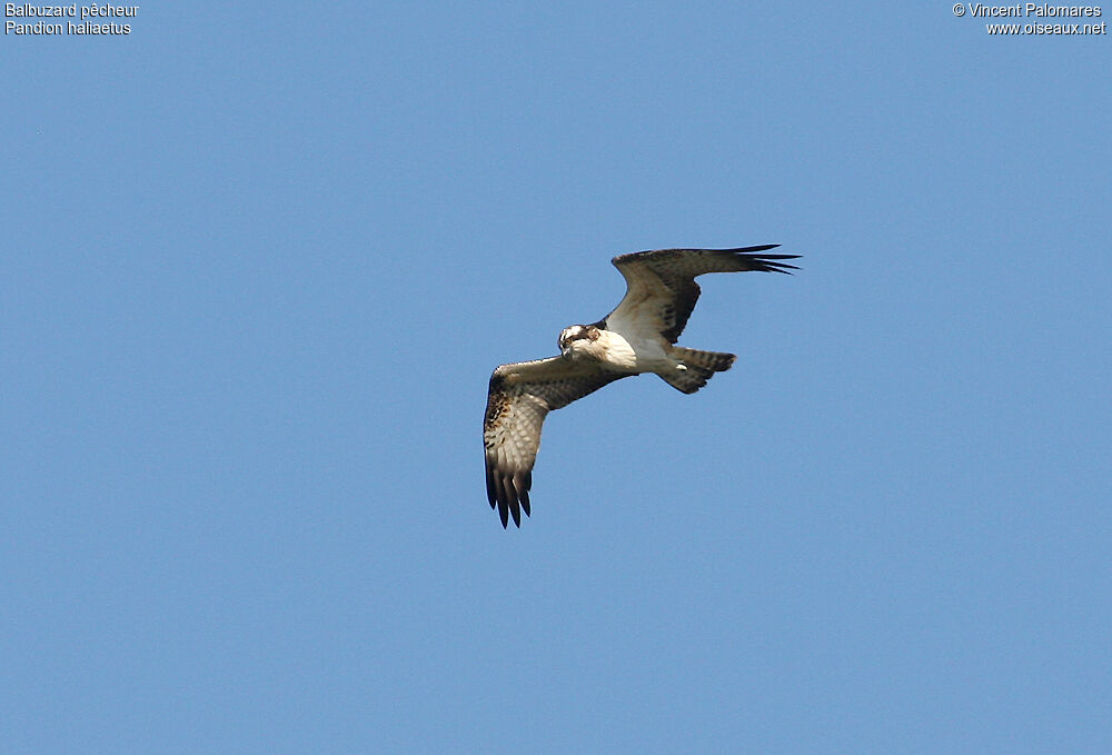 Western Osprey