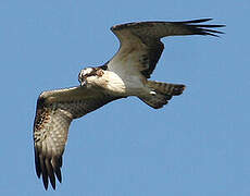 Western Osprey