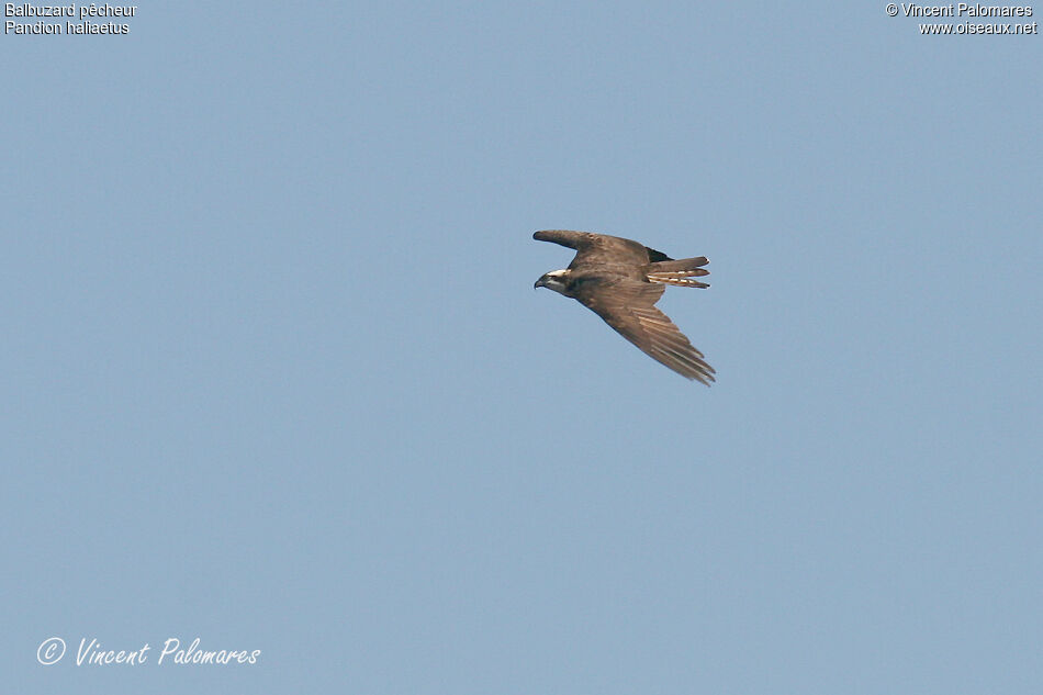 Western Osprey