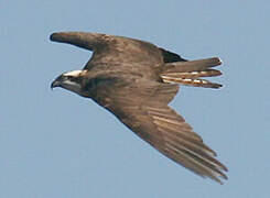 Western Osprey