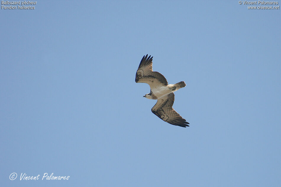 Western Osprey