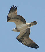 Western Osprey