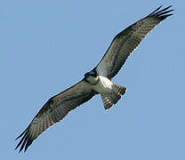 Western Osprey