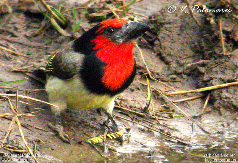 Black-collared Barbet