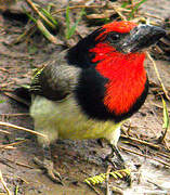 Black-collared Barbet