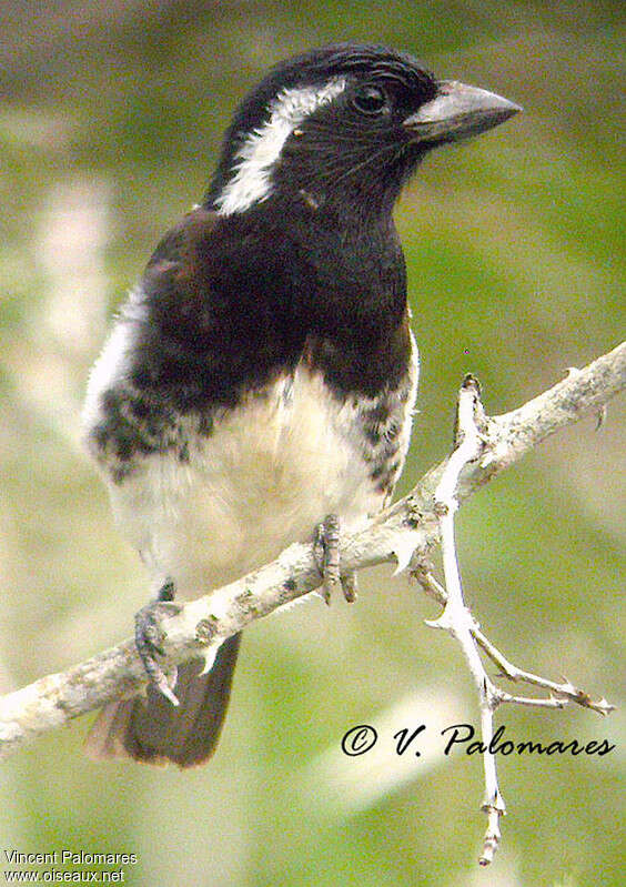 White-eared Barbetadult, close-up portrait