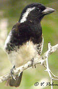 White-eared Barbet