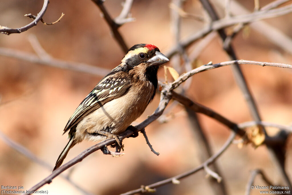 Acacia Pied Barbet