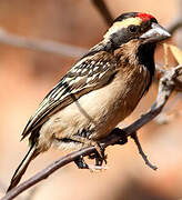 Acacia Pied Barbet