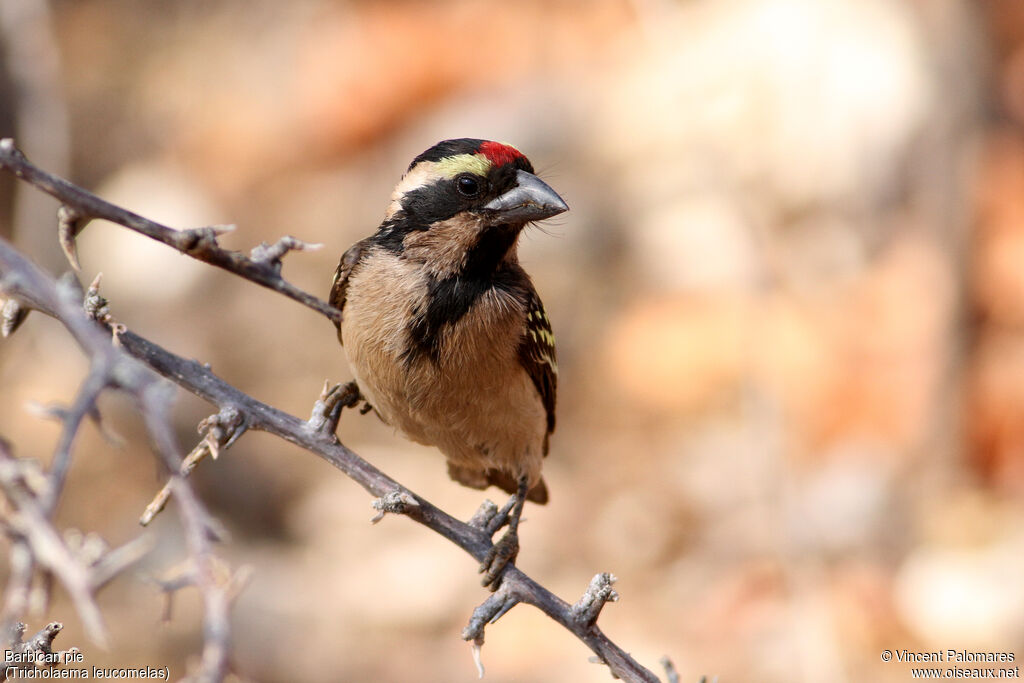 Acacia Pied Barbet