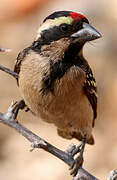 Acacia Pied Barbet