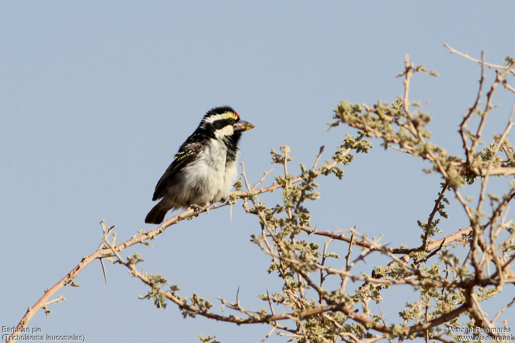 Acacia Pied Barbet