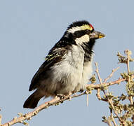 Acacia Pied Barbet