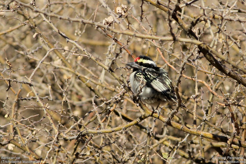 Acacia Pied Barbet