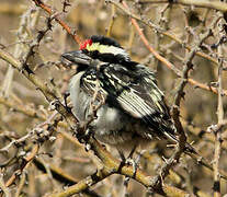 Acacia Pied Barbet