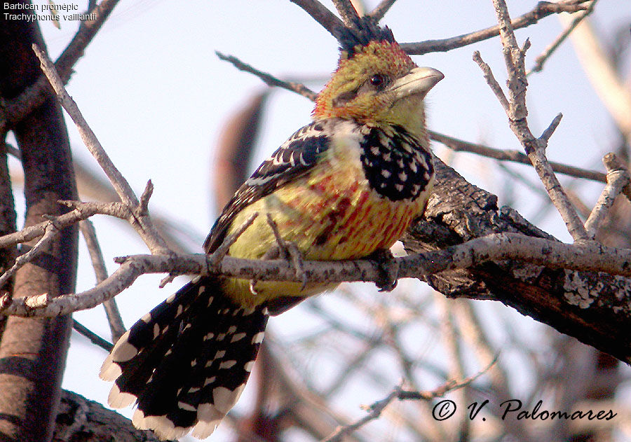 Crested Barbet