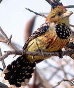 Crested Barbet