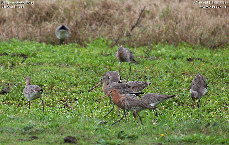 Black-tailed Godwit