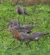 Black-tailed Godwit