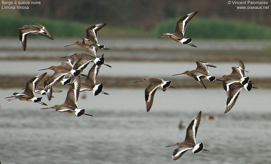 Black-tailed Godwit