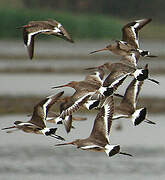 Black-tailed Godwit