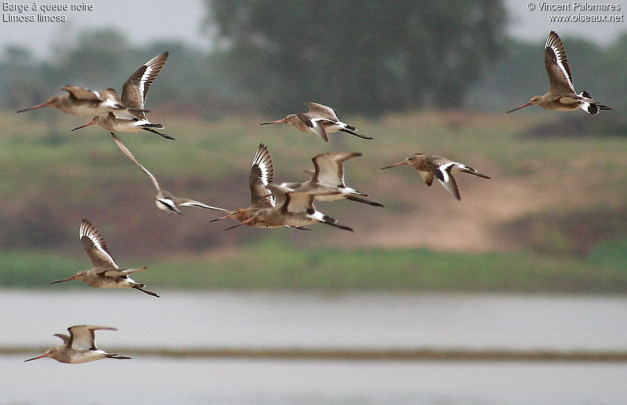 Black-tailed Godwit