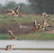 Black-tailed Godwit