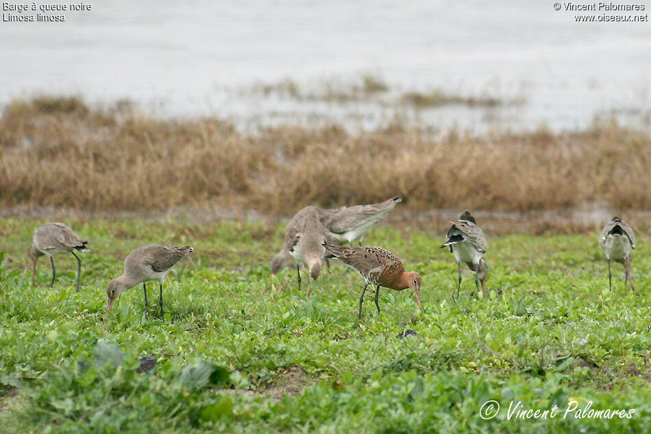 Black-tailed Godwit