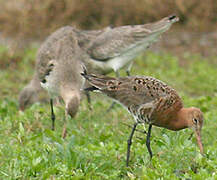 Black-tailed Godwit