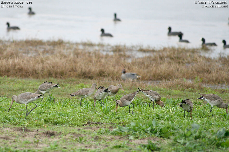 Black-tailed Godwit